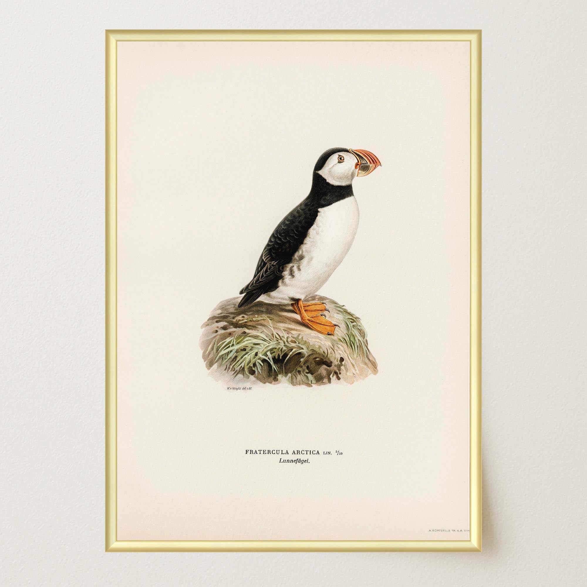 Atlantic Puffin Vintage Bird Wall Art Print-Skudaboo