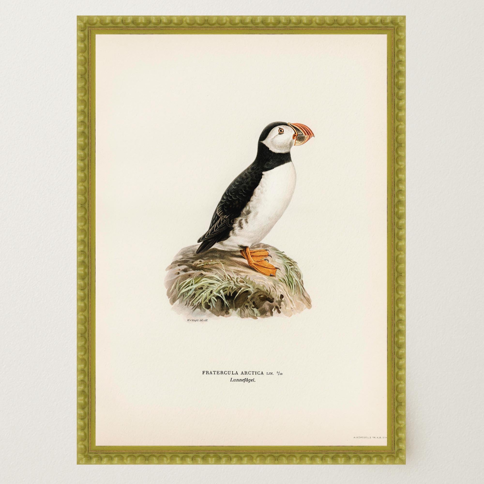 Atlantic Puffin Vintage Bird Wall Art Print-Skudaboo