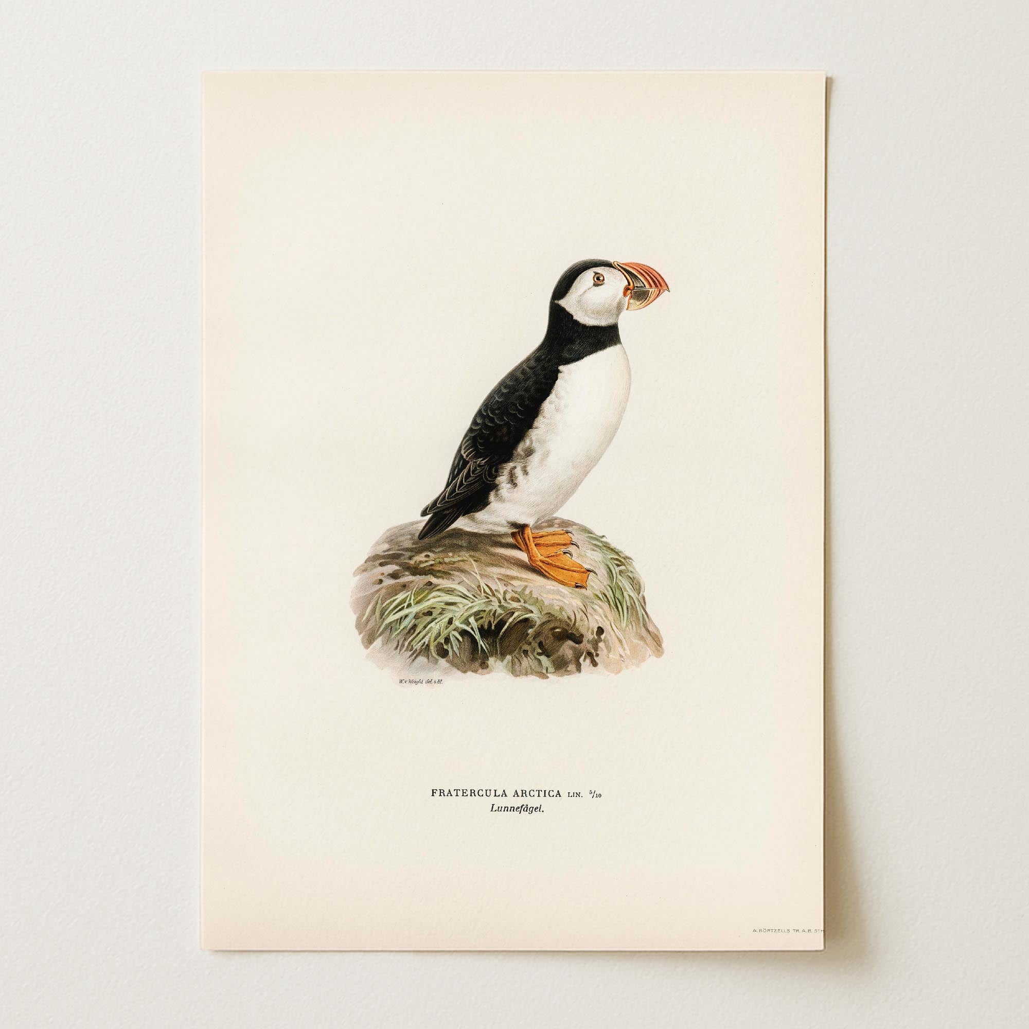 Atlantic Puffin Vintage Bird Wall Art Print-Skudaboo