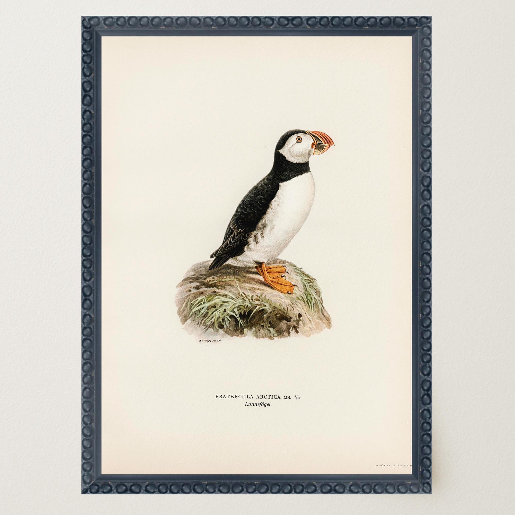 Atlantic Puffin Vintage Bird Wall Art Print-Skudaboo