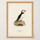 Atlantic Puffin Vintage Bird Wall Art Print-Skudaboo