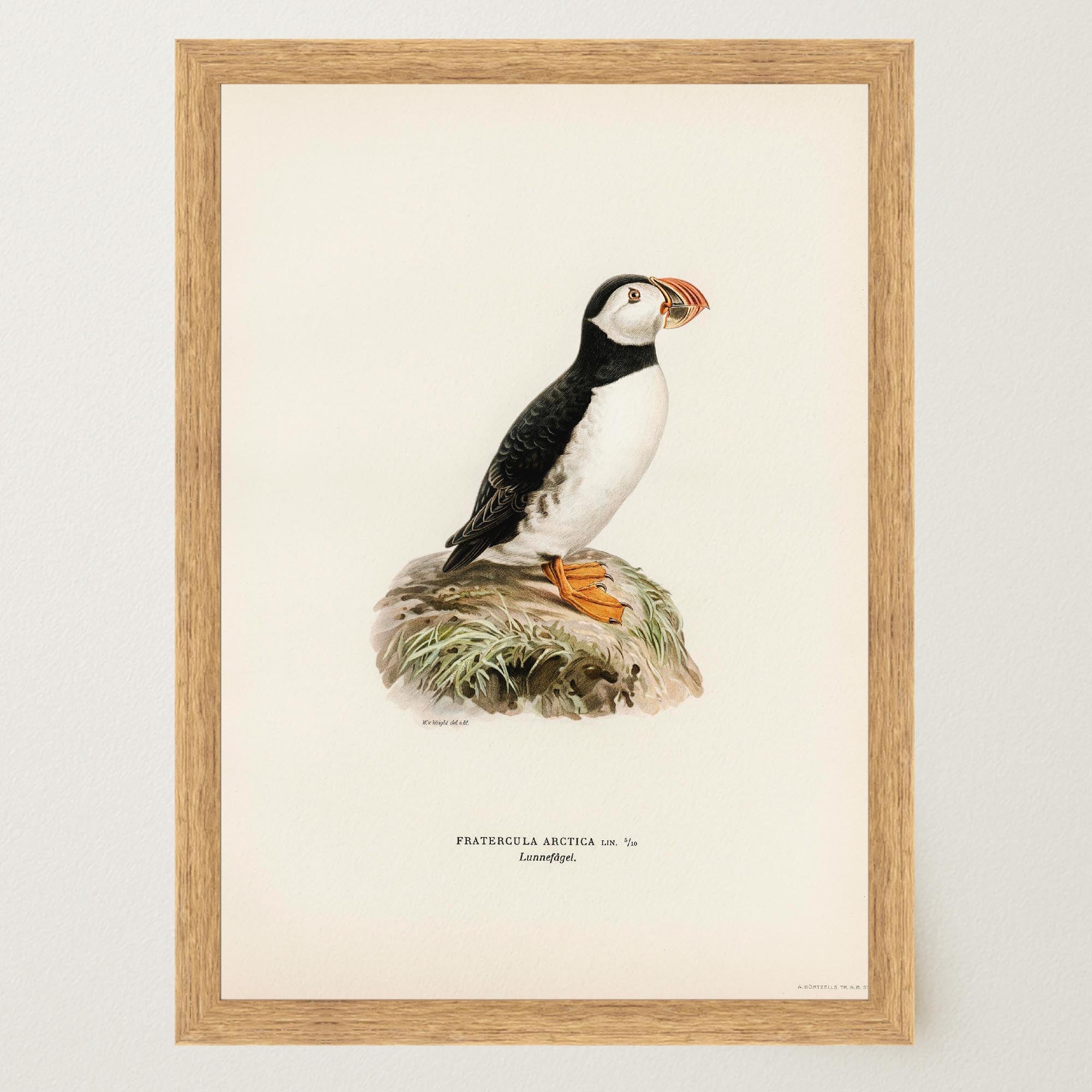 Atlantic Puffin Vintage Bird Wall Art Print-Skudaboo