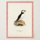 Atlantic Puffin Vintage Bird Wall Art Print-Skudaboo