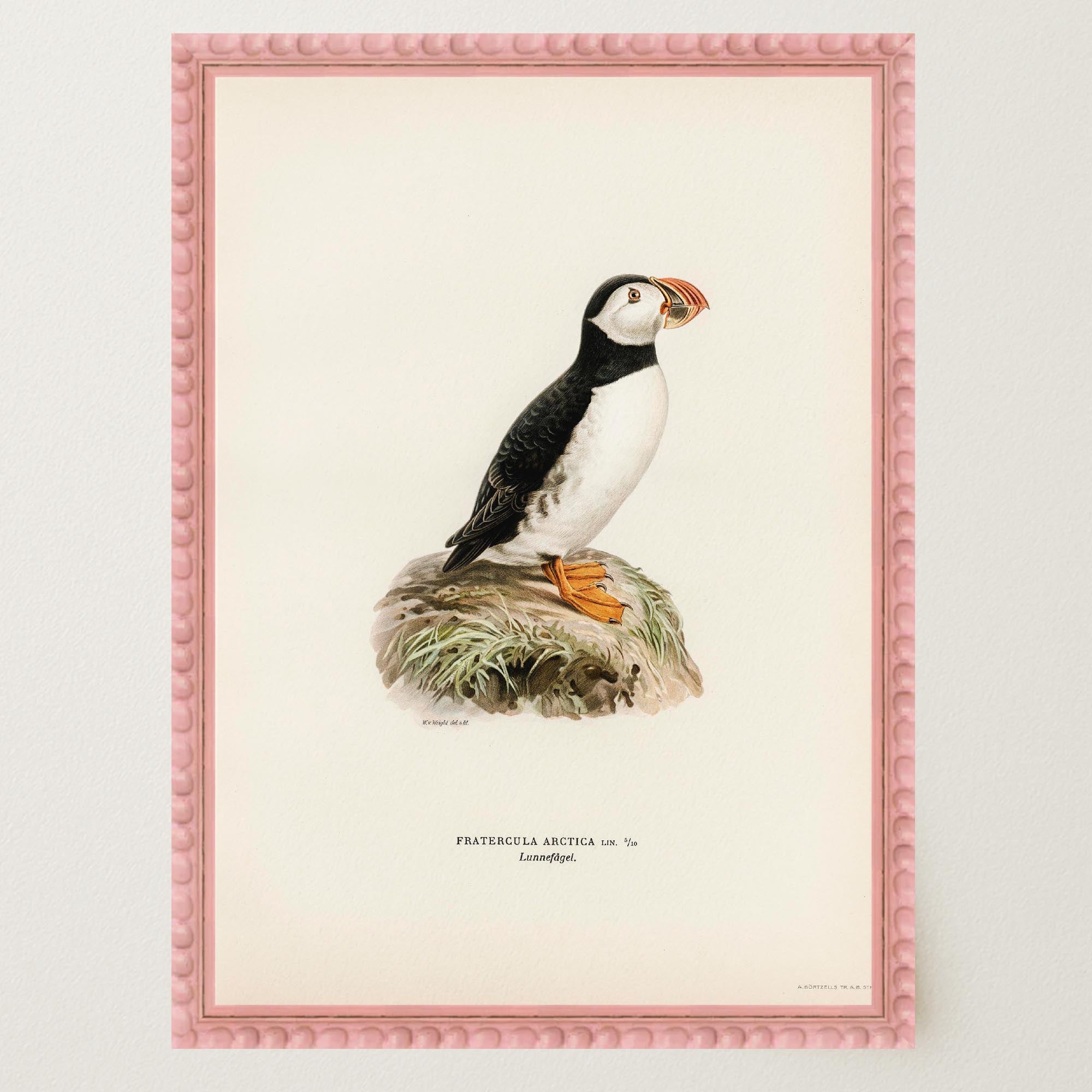 Atlantic Puffin Vintage Bird Wall Art Print-Skudaboo