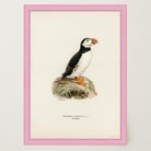 Atlantic Puffin Vintage Bird Wall Art Print-Skudaboo