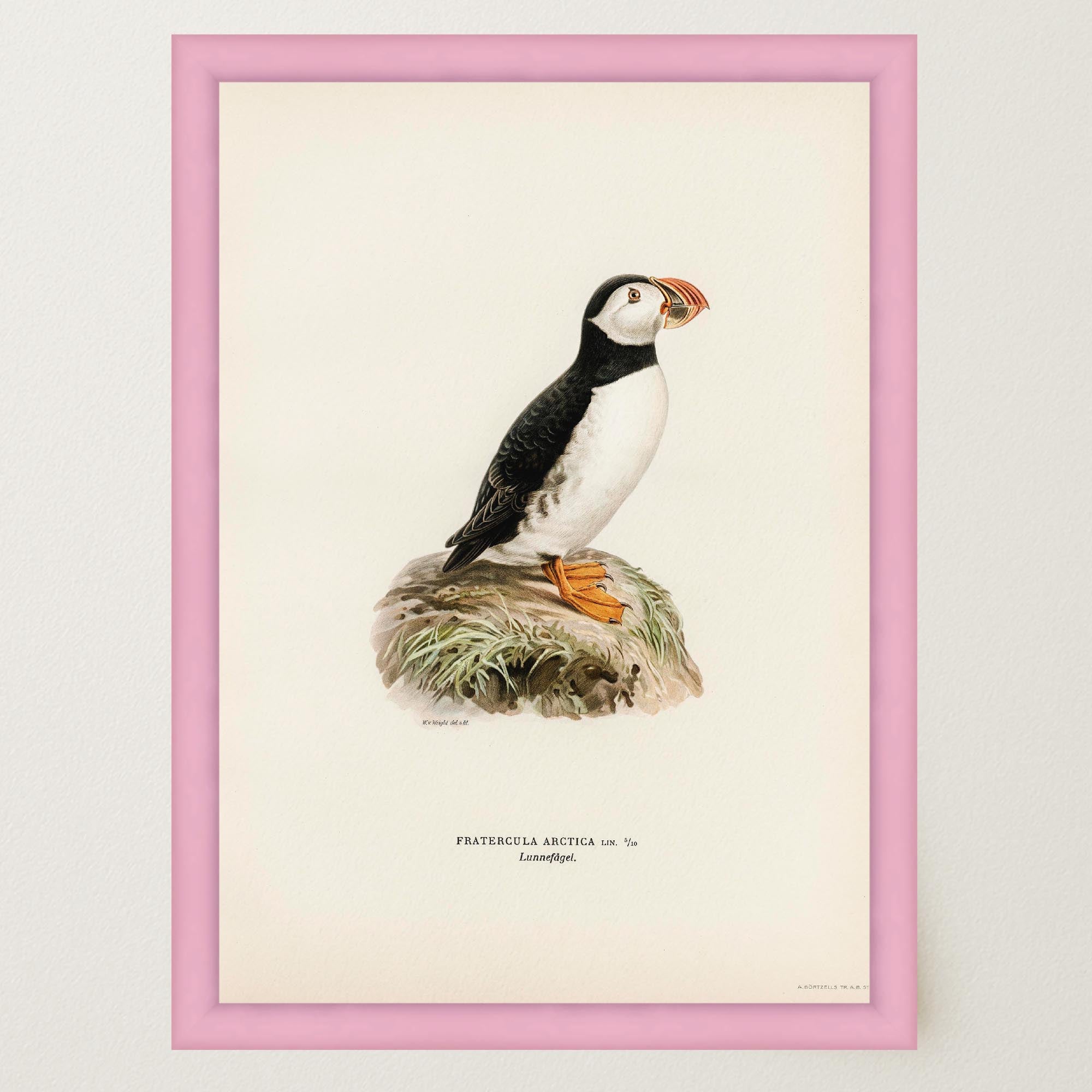 Atlantic Puffin Vintage Bird Wall Art Print-Skudaboo