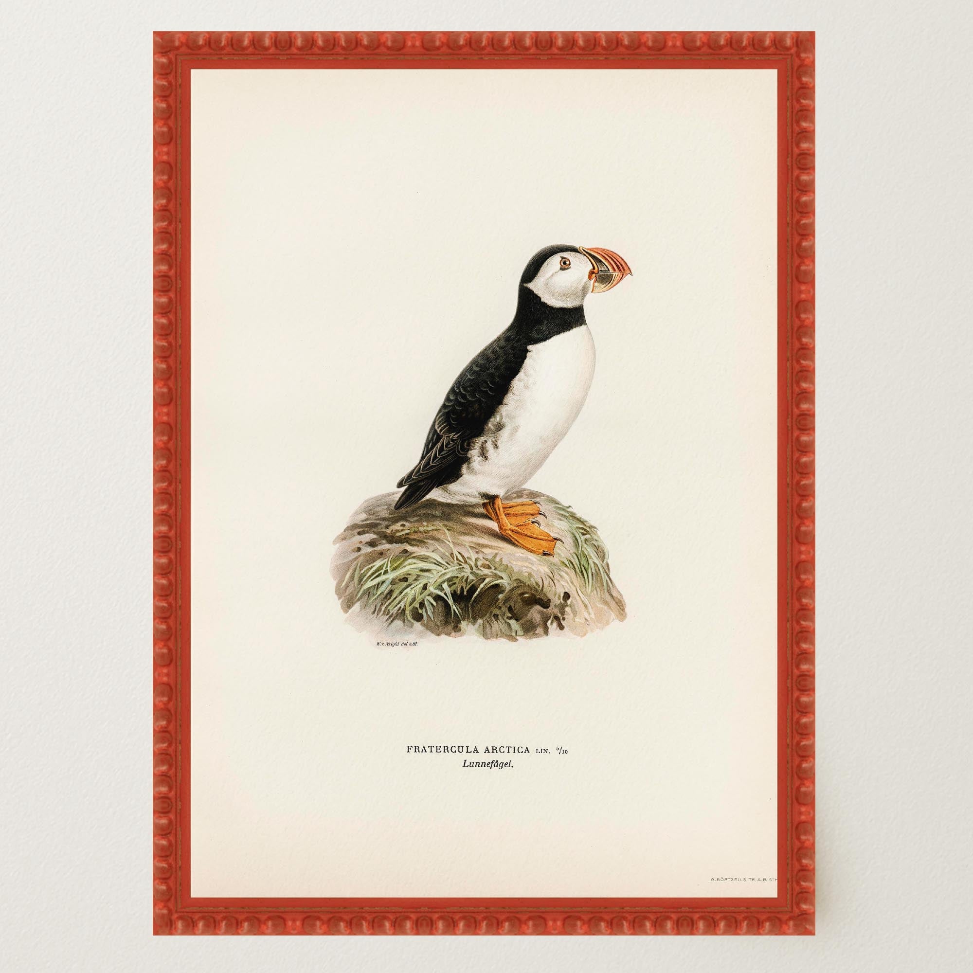 Atlantic Puffin Vintage Bird Wall Art Print-Skudaboo