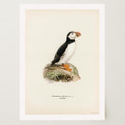 Atlantic Puffin Vintage Bird Wall Art Print-Skudaboo