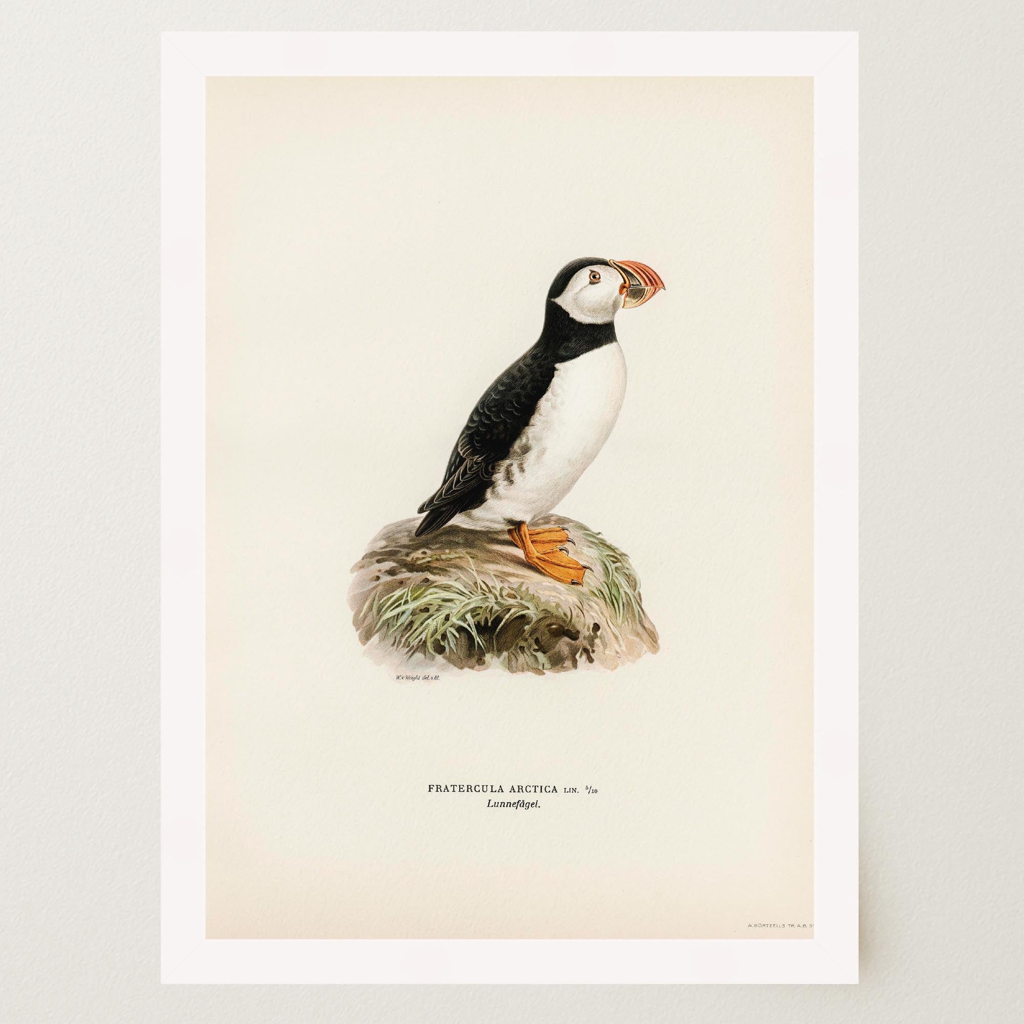 Atlantic Puffin Vintage Bird Wall Art Print-Skudaboo