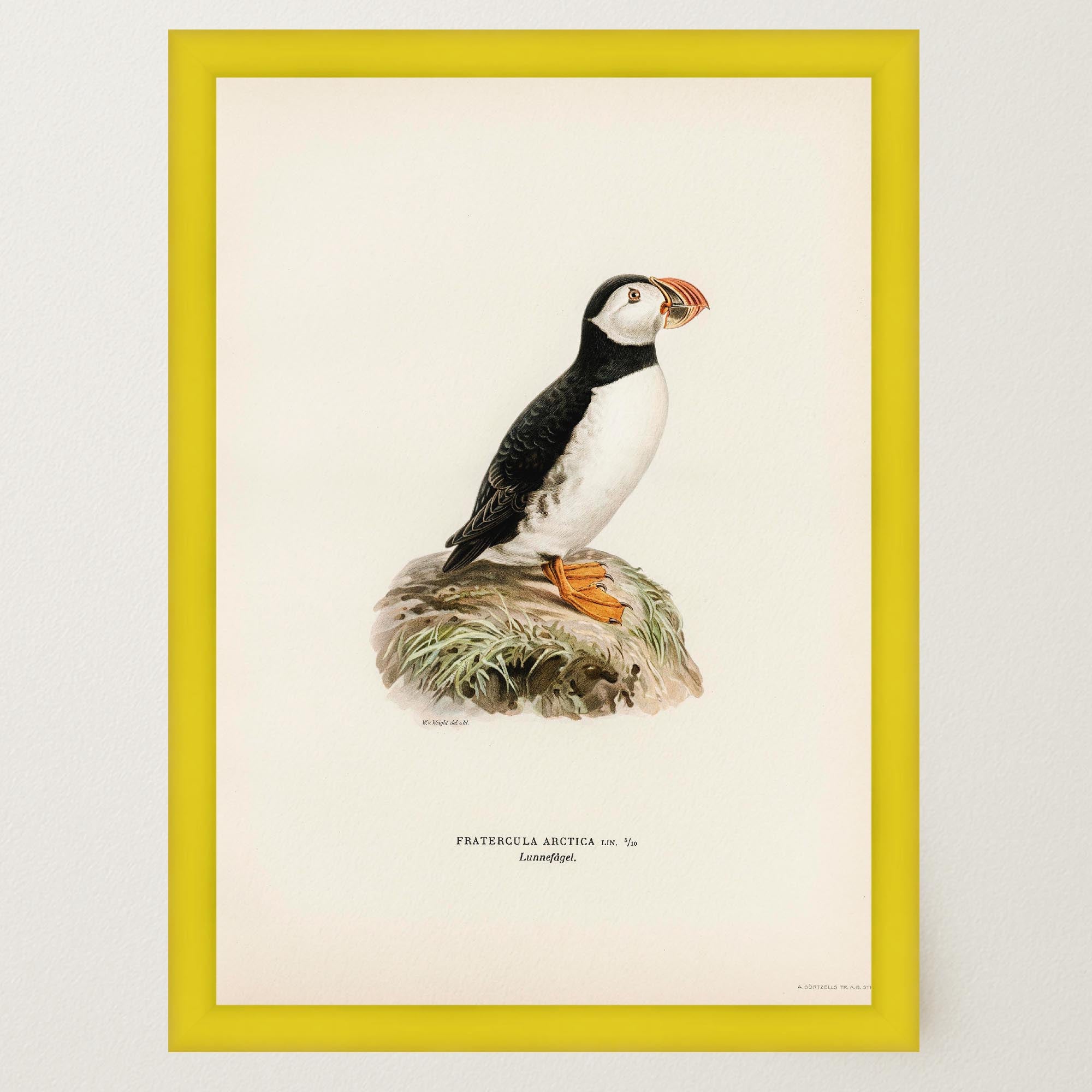 Atlantic Puffin Vintage Bird Wall Art Print-Skudaboo
