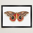Vintage Moth Illustration Wall Art Print-Skudaboo