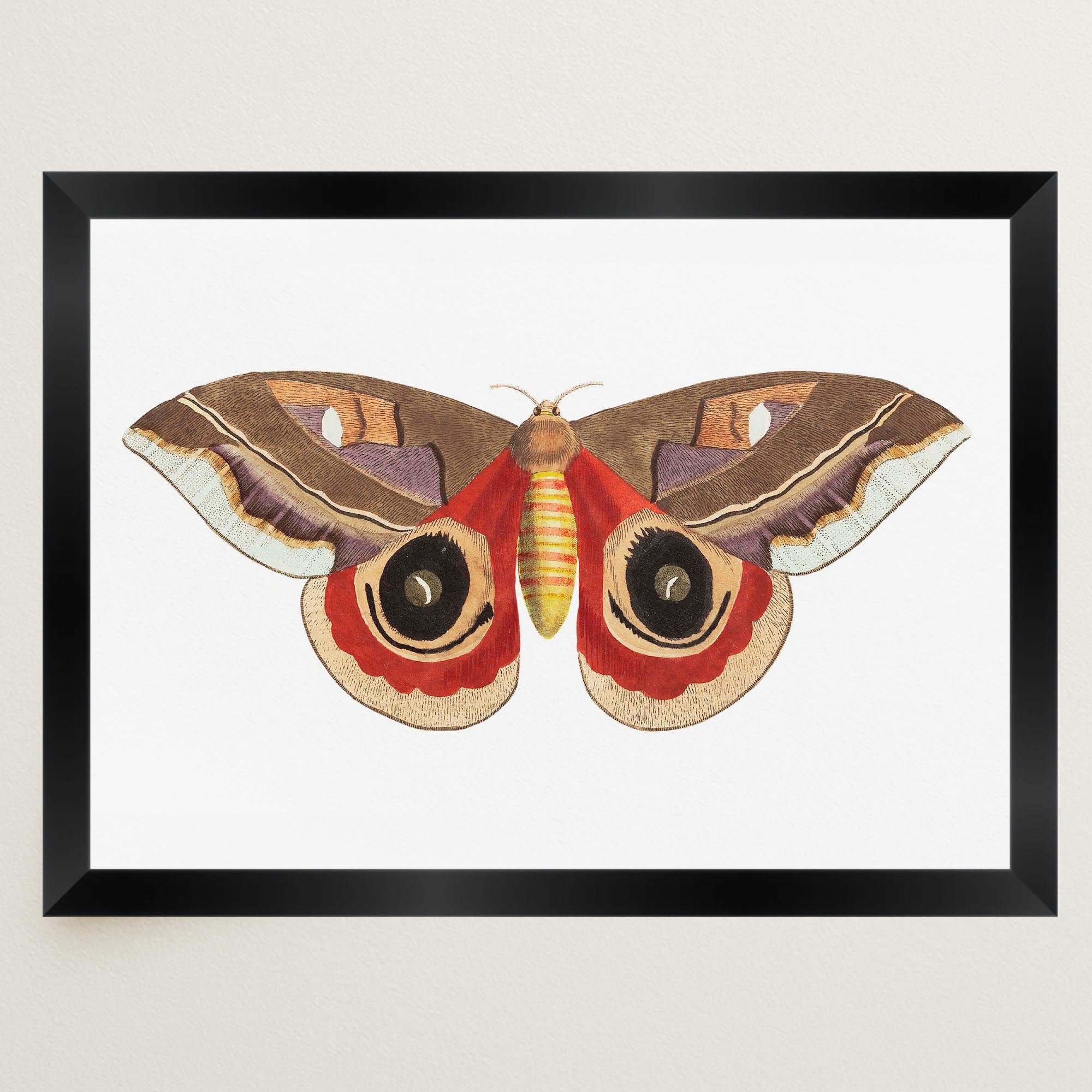 Vintage Moth Illustration Wall Art Print-Skudaboo