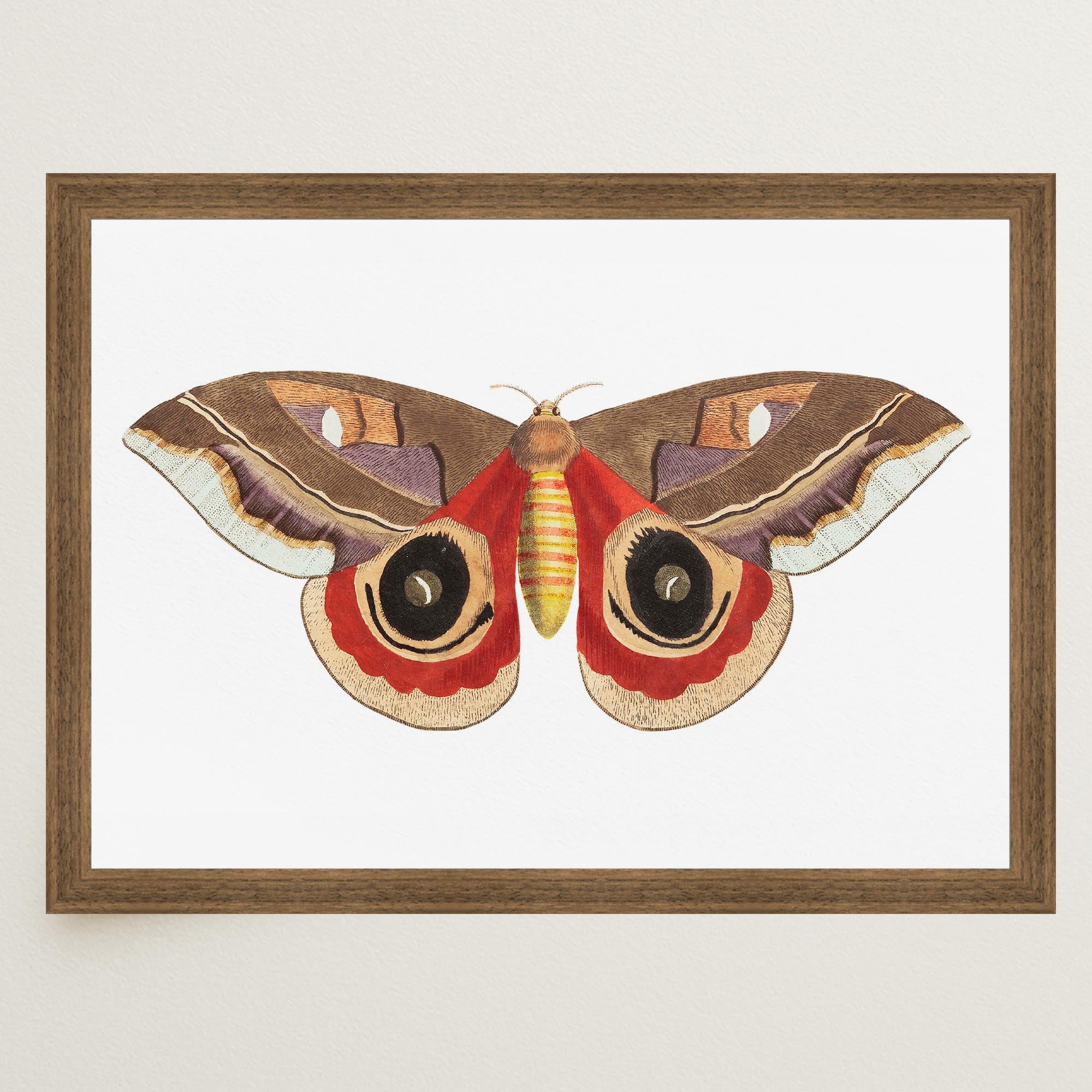 Vintage Moth Illustration Wall Art Print-Skudaboo