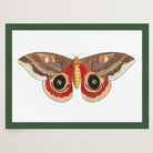 Vintage Moth Illustration Wall Art Print-Skudaboo