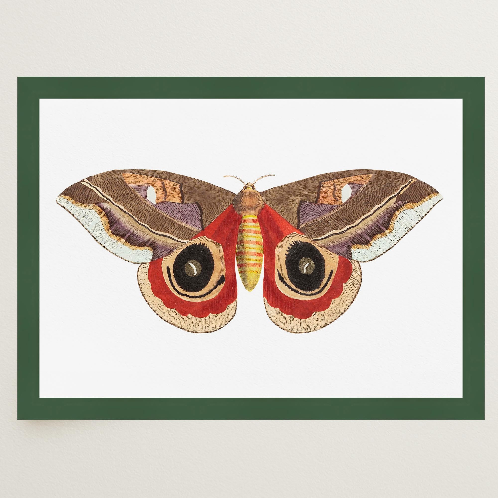 Vintage Moth Illustration Wall Art Print-Skudaboo