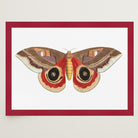 Vintage Moth Illustration Wall Art Print-Skudaboo