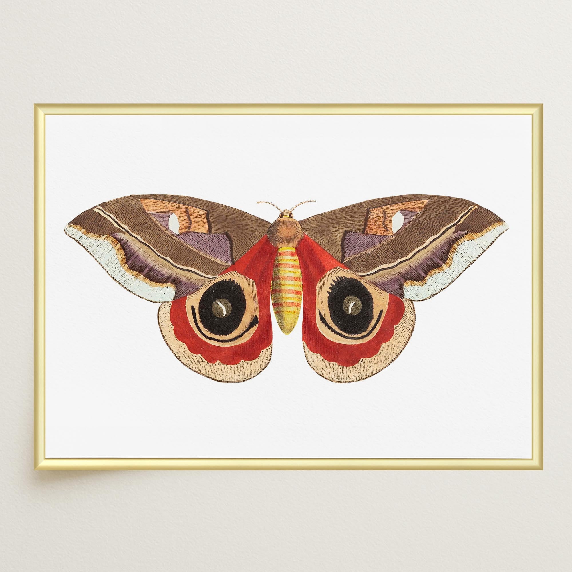 Vintage Moth Illustration Wall Art Print-Skudaboo