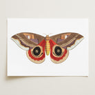 Vintage Moth Illustration Wall Art Print-Skudaboo