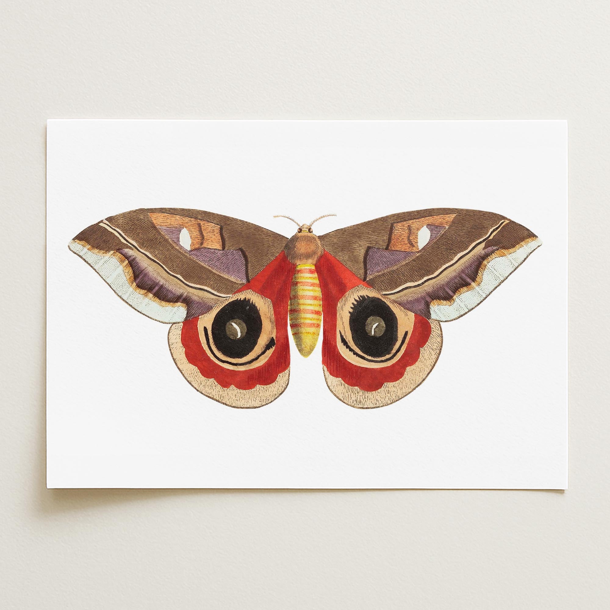 Vintage Moth Illustration Wall Art Print-Skudaboo