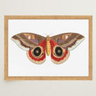 Vintage Moth Illustration Wall Art Print-Skudaboo