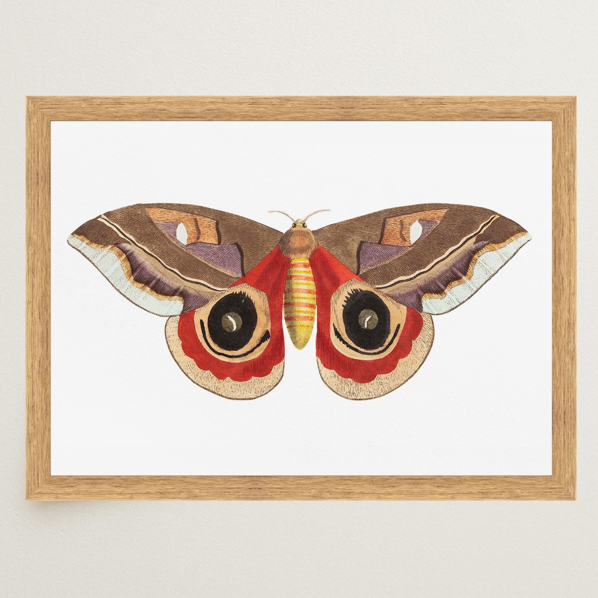 Vintage Moth Illustration Wall Art Print-Skudaboo