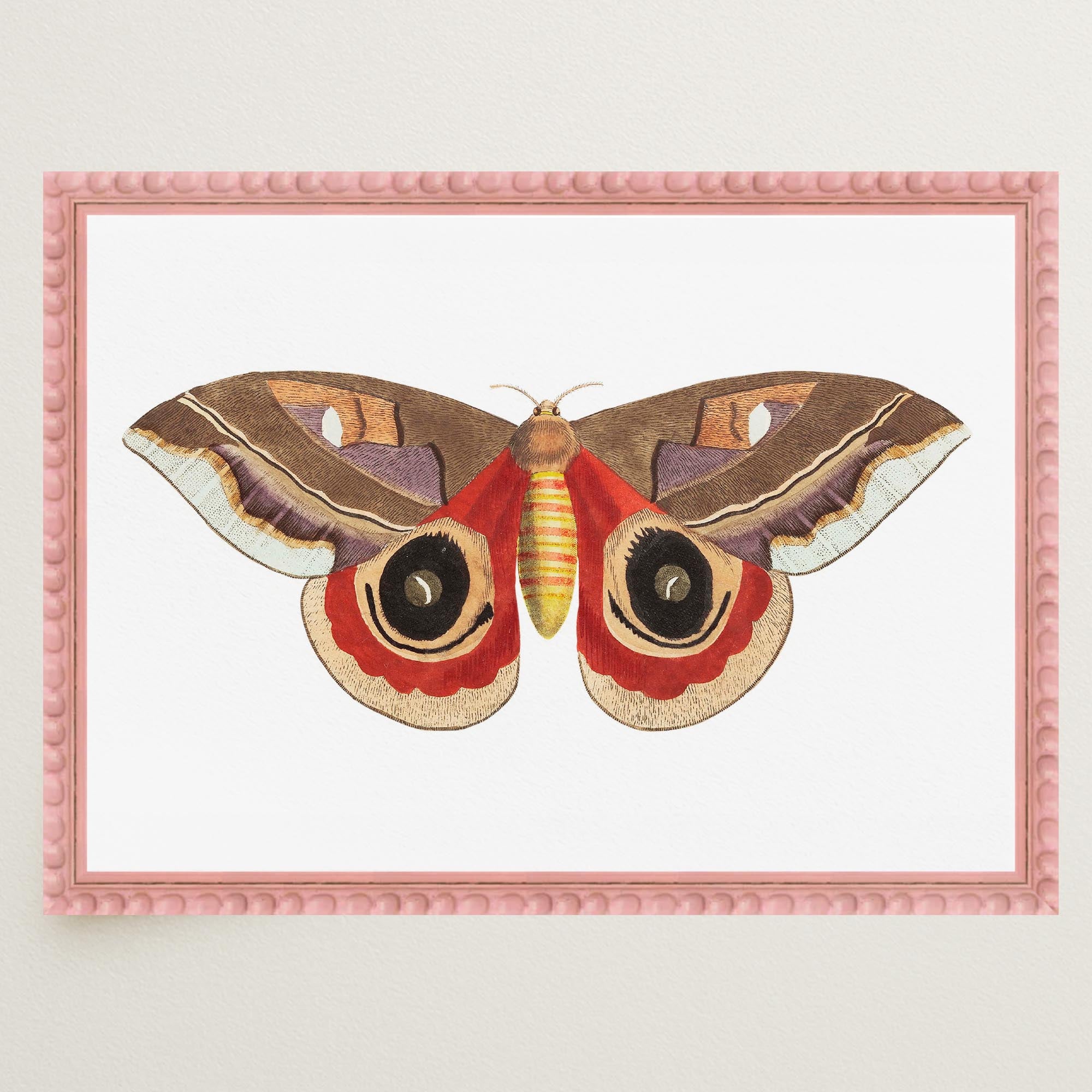 Vintage Moth Illustration Wall Art Print-Skudaboo