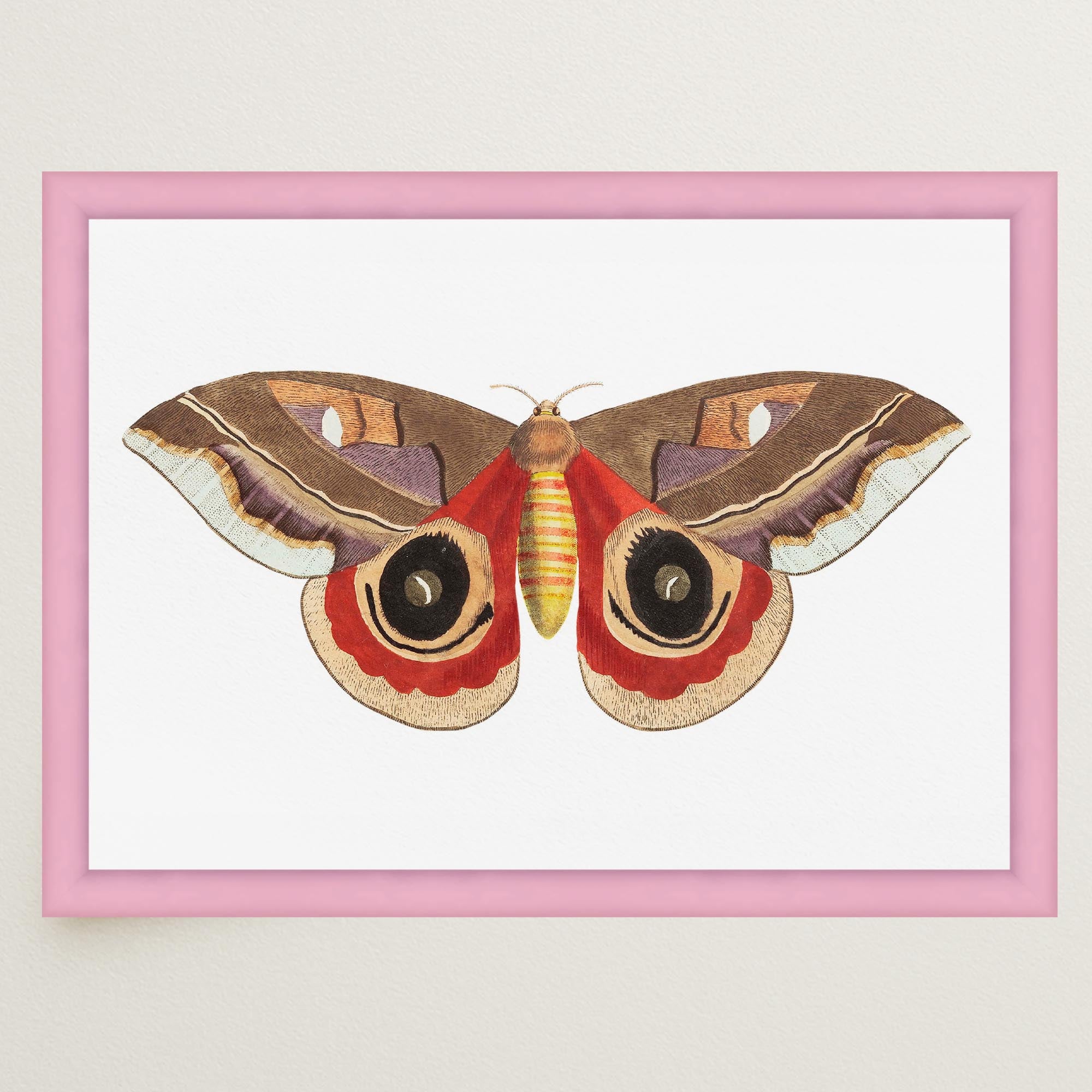 Vintage Moth Illustration Wall Art Print-Skudaboo