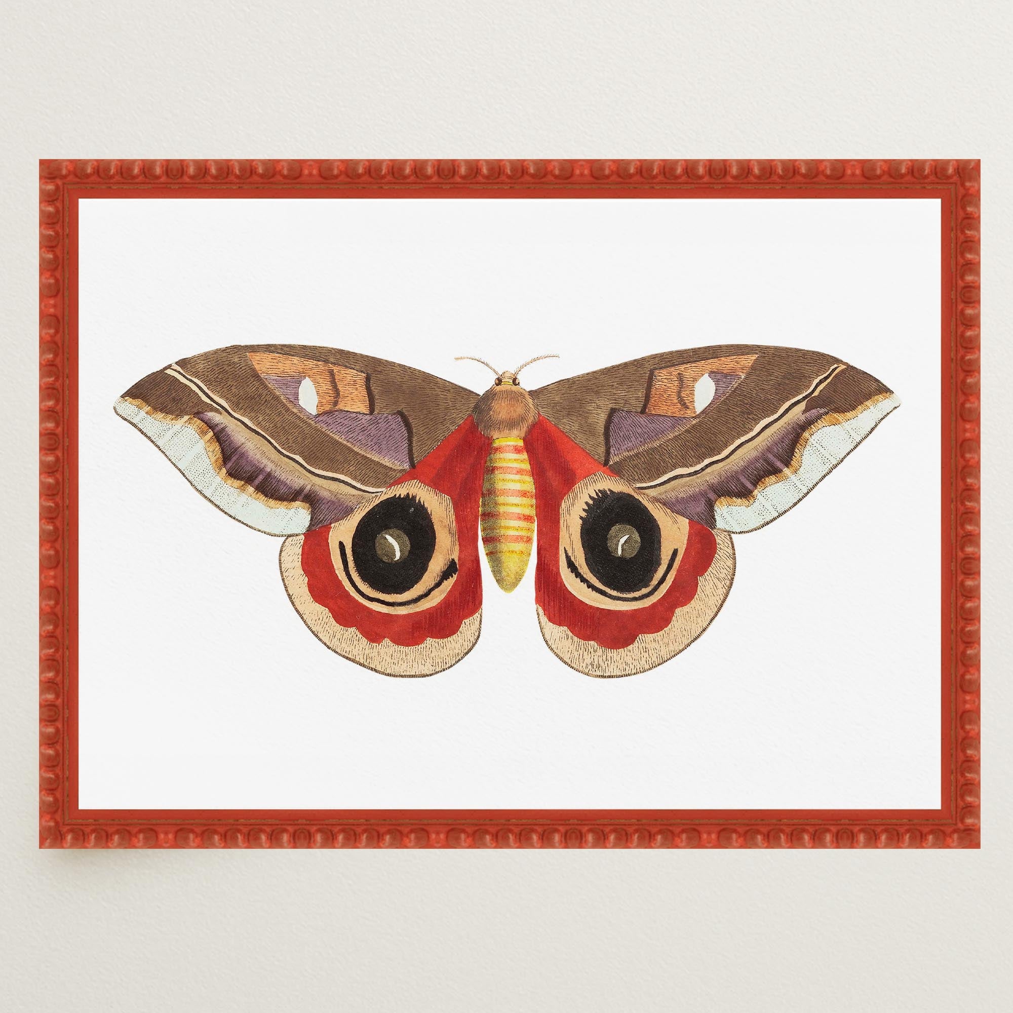 Vintage Moth Illustration Wall Art Print-Skudaboo