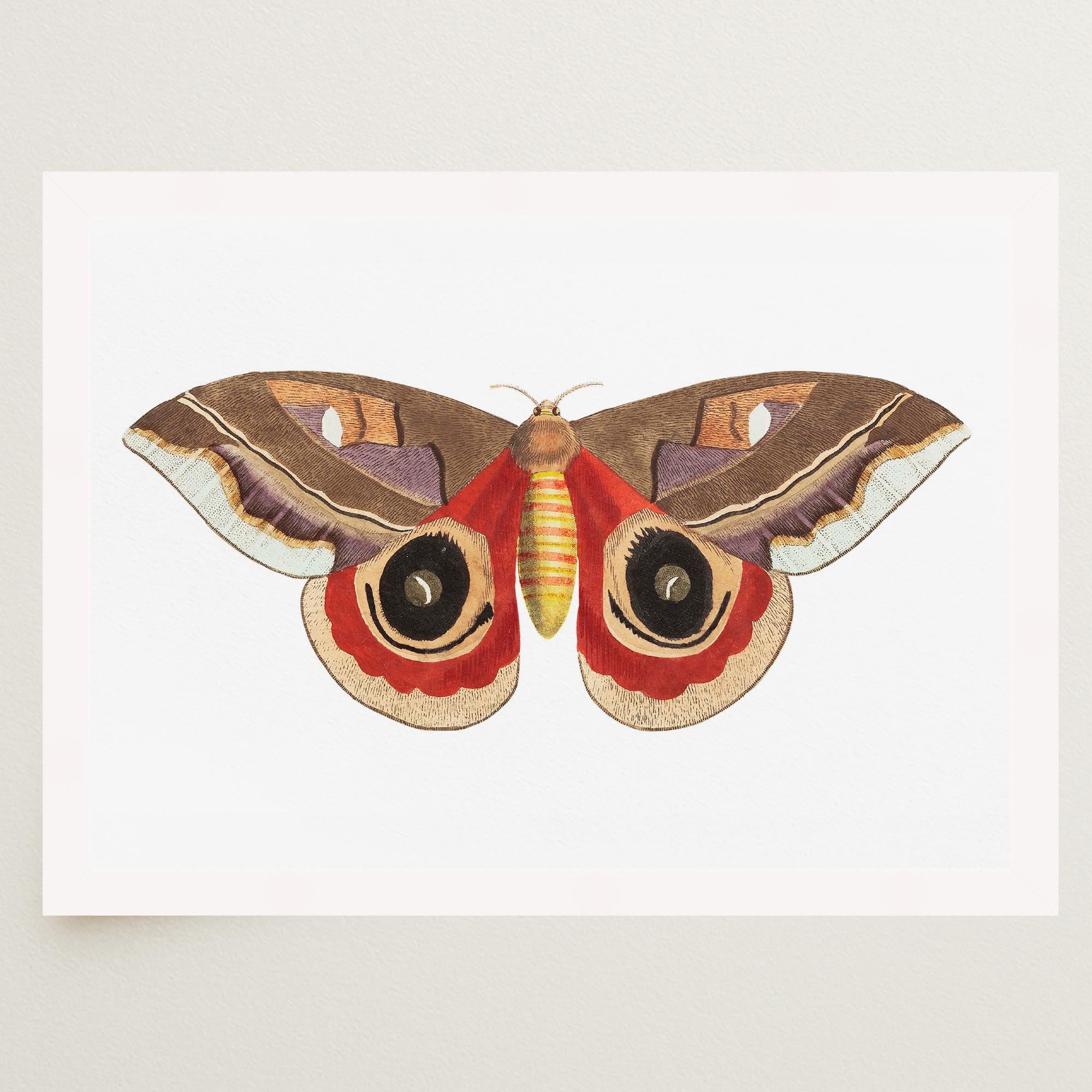 Vintage Moth Illustration Wall Art Print-Skudaboo