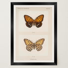 Butterfly and Moth Vintage Wall Art Print-Skudaboo