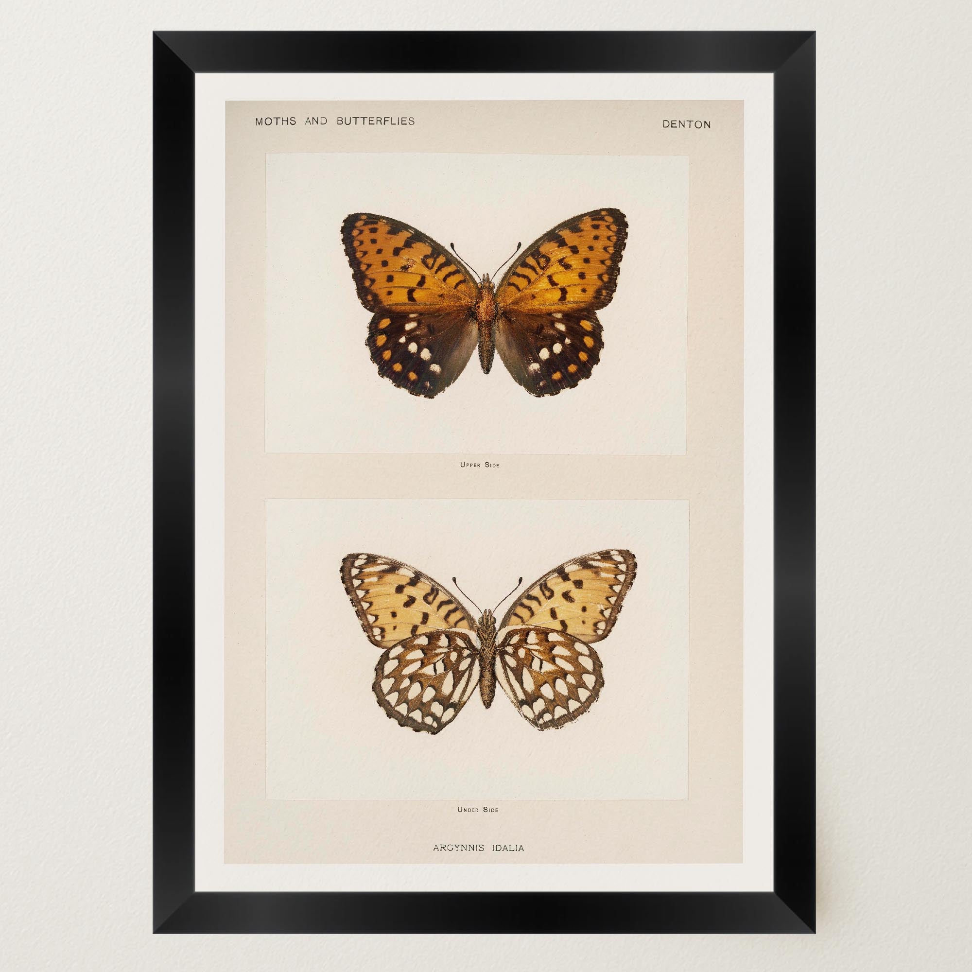 Butterfly and Moth Vintage Wall Art Print-Skudaboo
