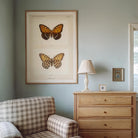 Butterfly and Moth Vintage Wall Art Print-Skudaboo