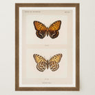 Butterfly and Moth Vintage Wall Art Print-Skudaboo