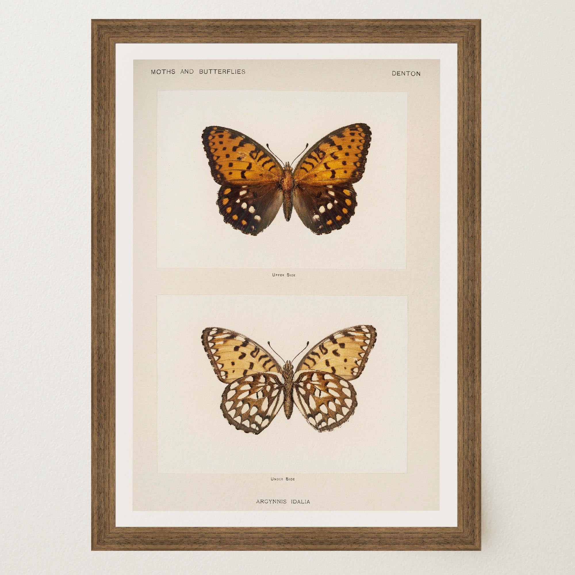 Butterfly and Moth Vintage Wall Art Print-Skudaboo