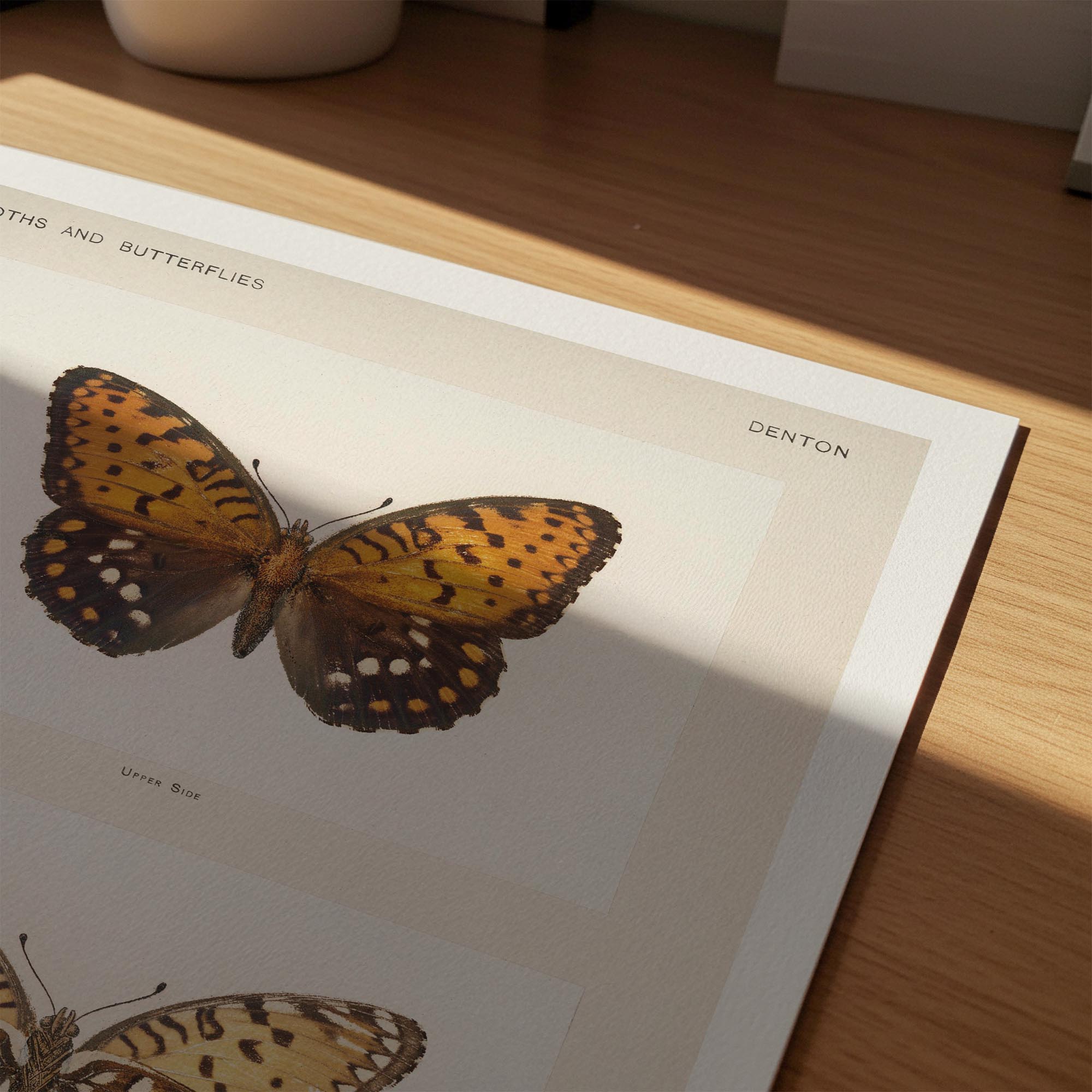Butterfly and Moth Vintage Wall Art Print-Skudaboo