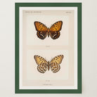 Butterfly and Moth Vintage Wall Art Print-Skudaboo