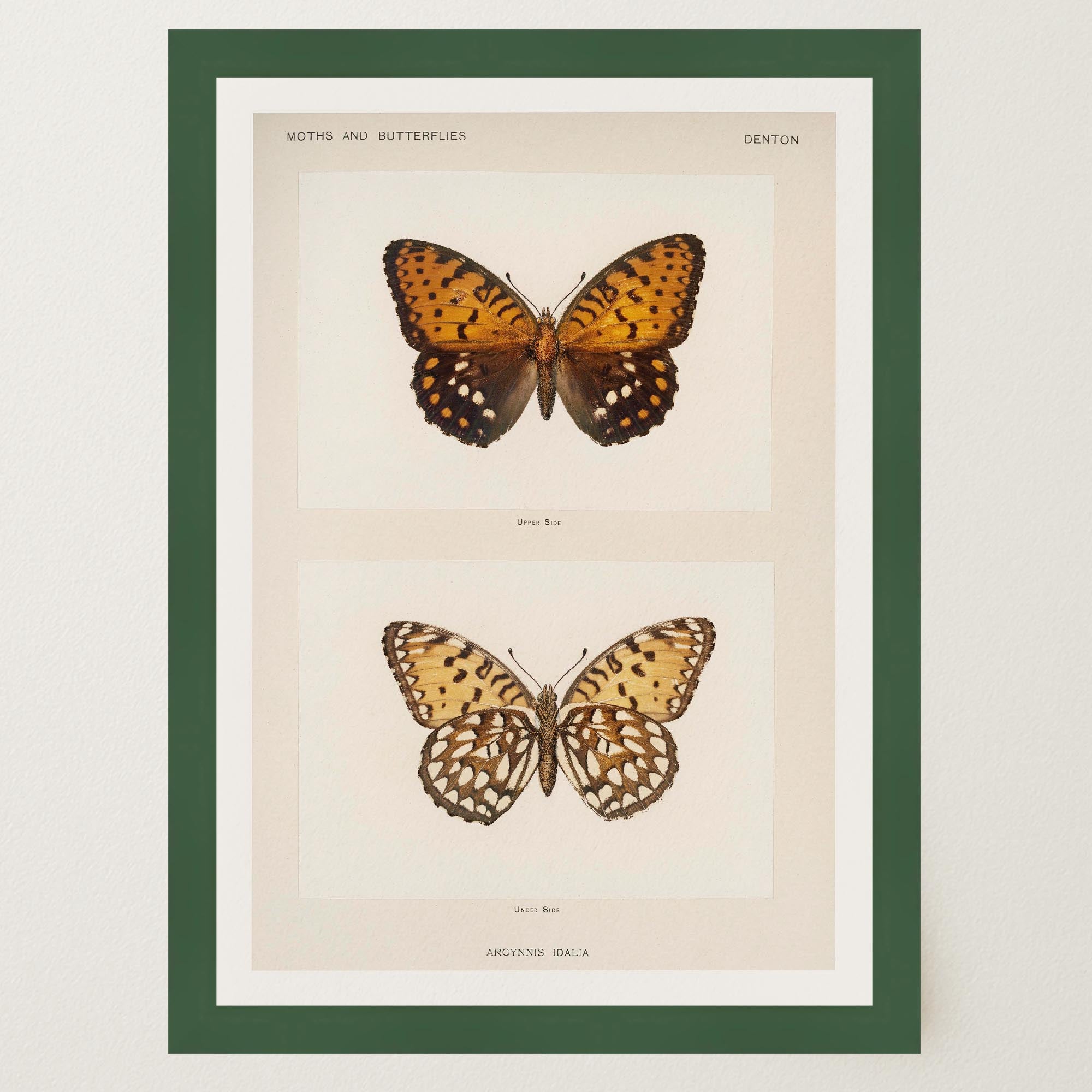Butterfly and Moth Vintage Wall Art Print-Skudaboo