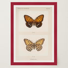 Butterfly and Moth Vintage Wall Art Print-Skudaboo