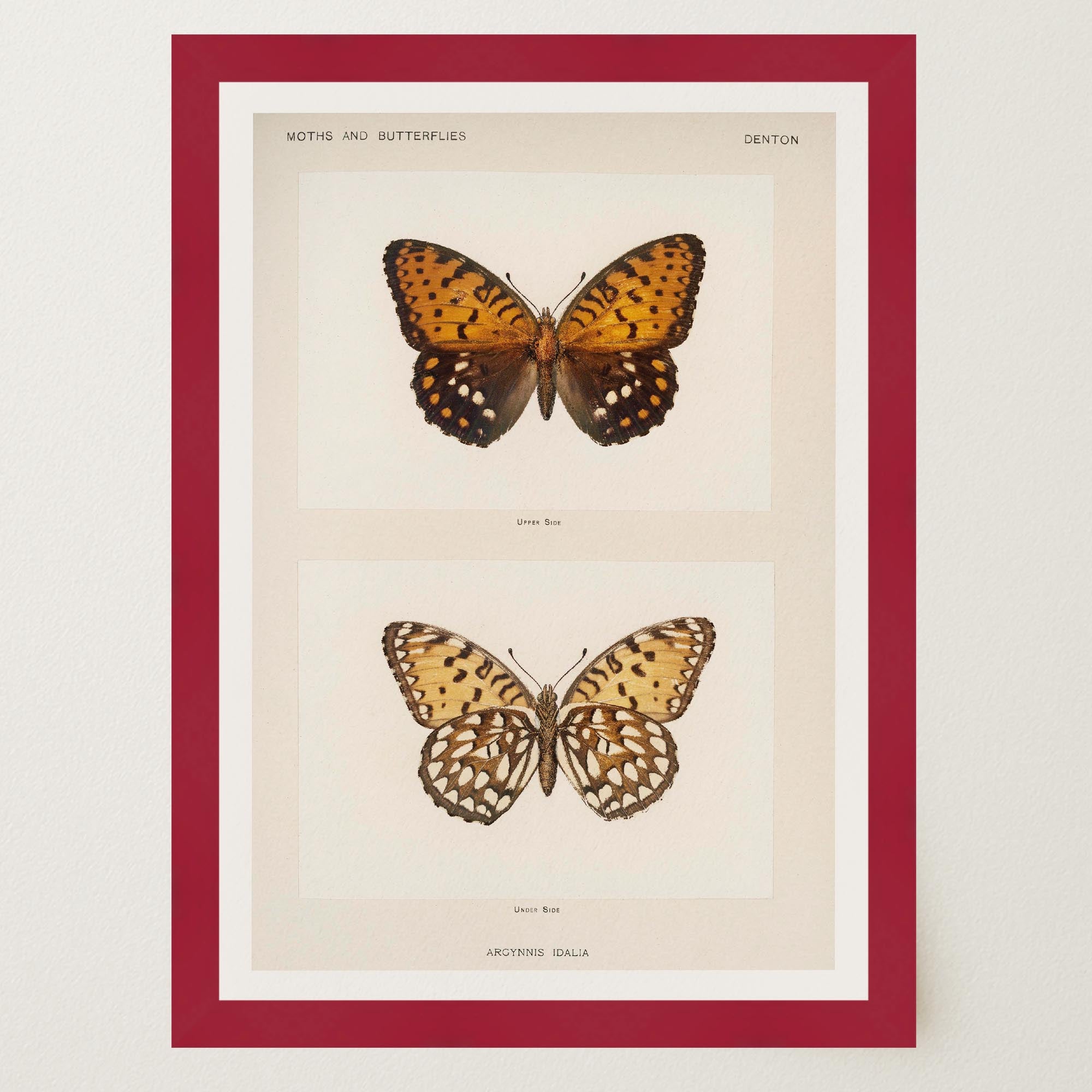 Butterfly and Moth Vintage Wall Art Print-Skudaboo