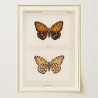 Butterfly and Moth Vintage Wall Art Print-Skudaboo