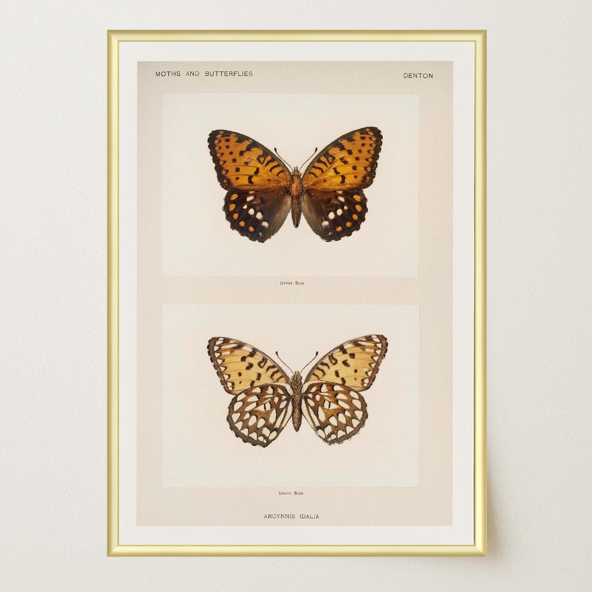 Butterfly and Moth Vintage Wall Art Print-Skudaboo