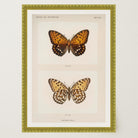 Butterfly and Moth Vintage Wall Art Print-Skudaboo