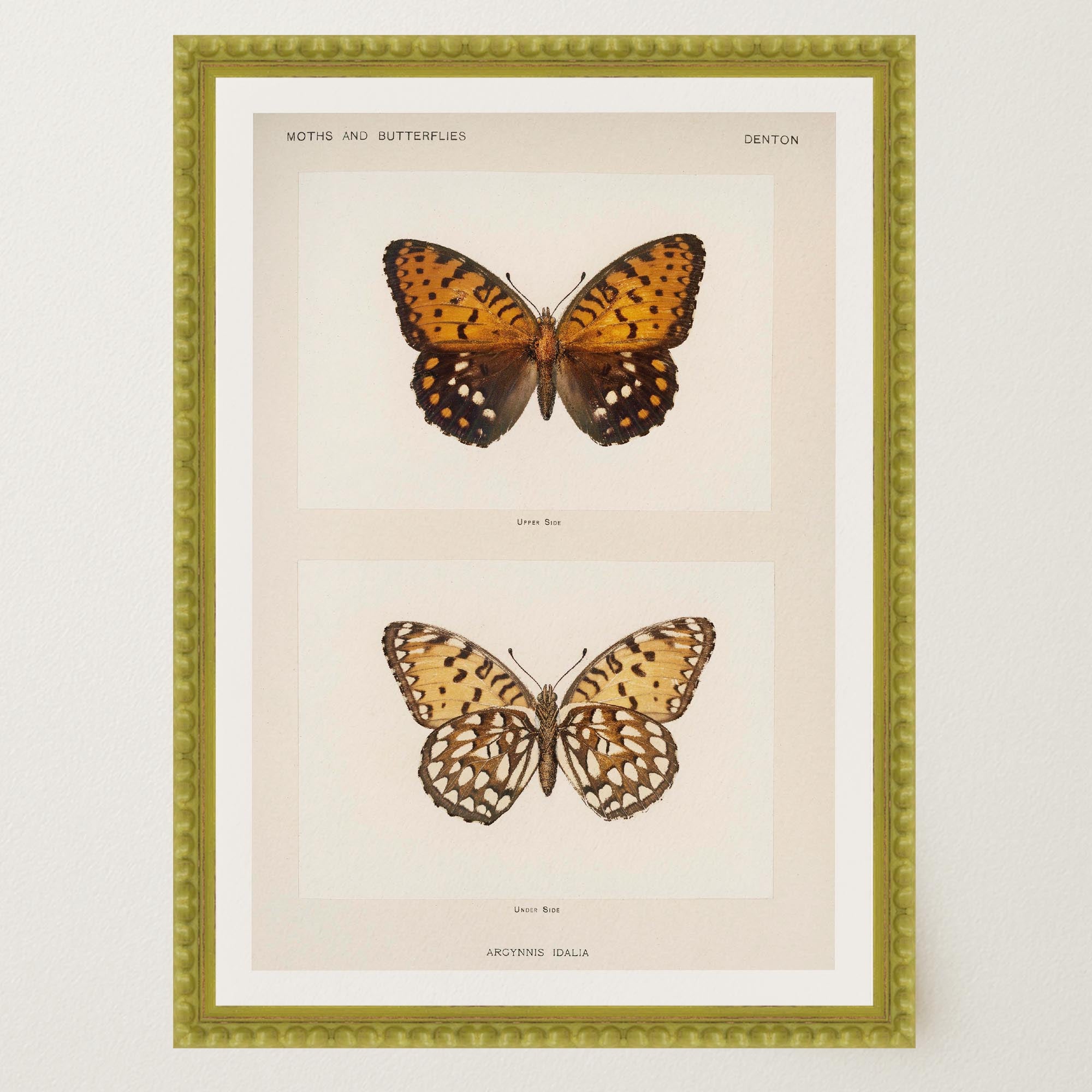 Butterfly and Moth Vintage Wall Art Print-Skudaboo