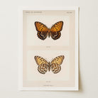 Butterfly and Moth Vintage Wall Art Print-Skudaboo