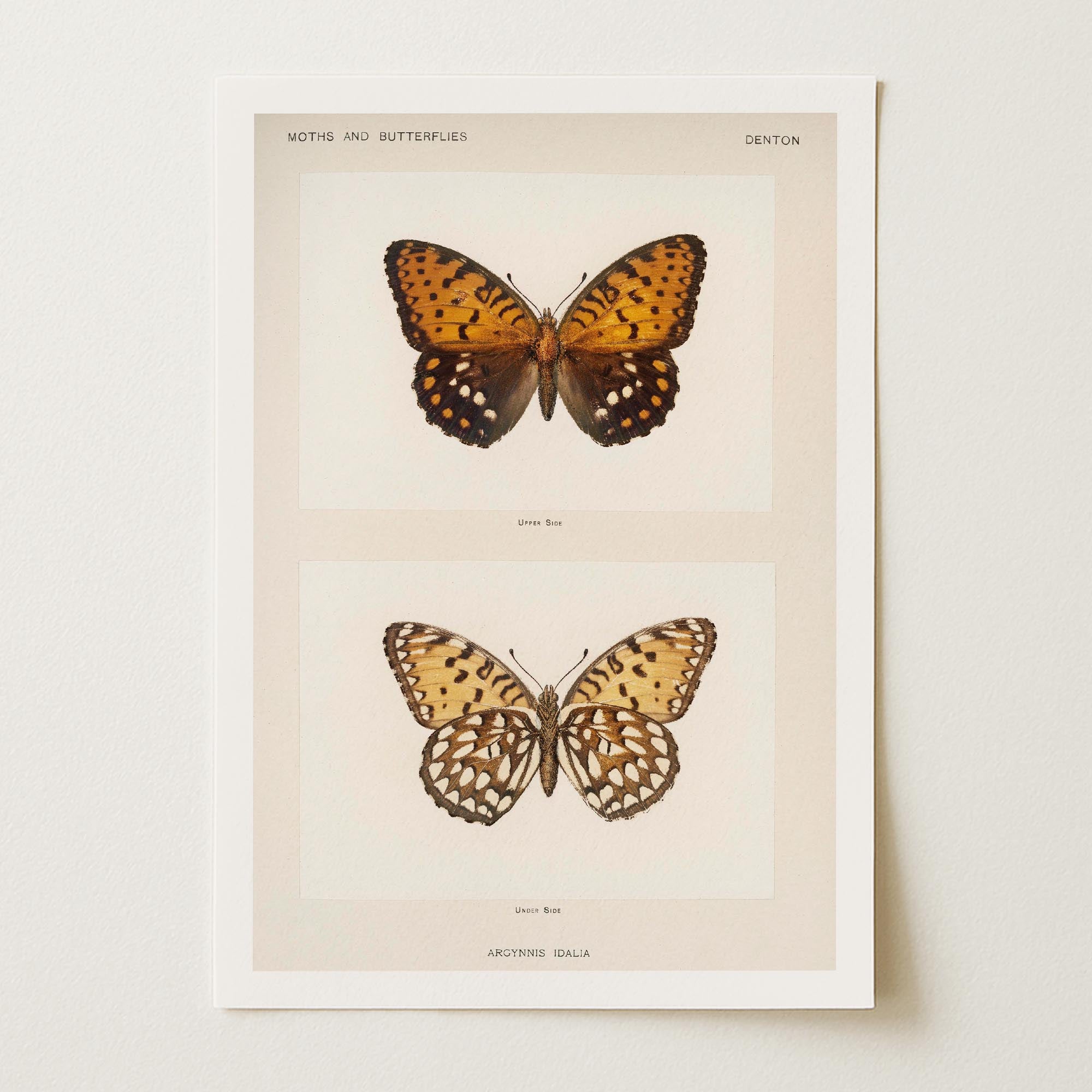 Butterfly and Moth Vintage Wall Art Print-Skudaboo