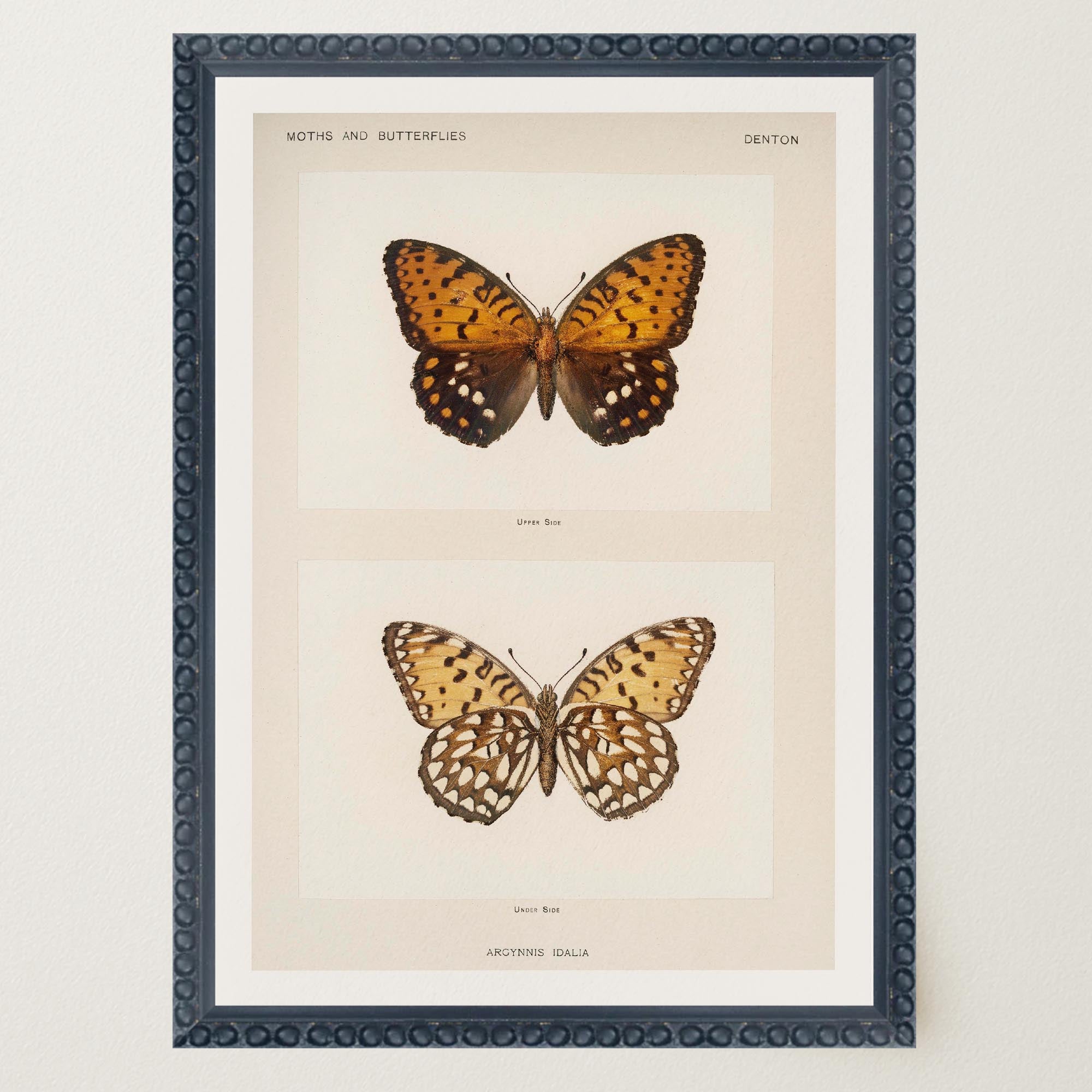 Butterfly and Moth Vintage Wall Art Print-Skudaboo