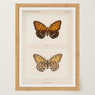 Butterfly and Moth Vintage Wall Art Print-Skudaboo