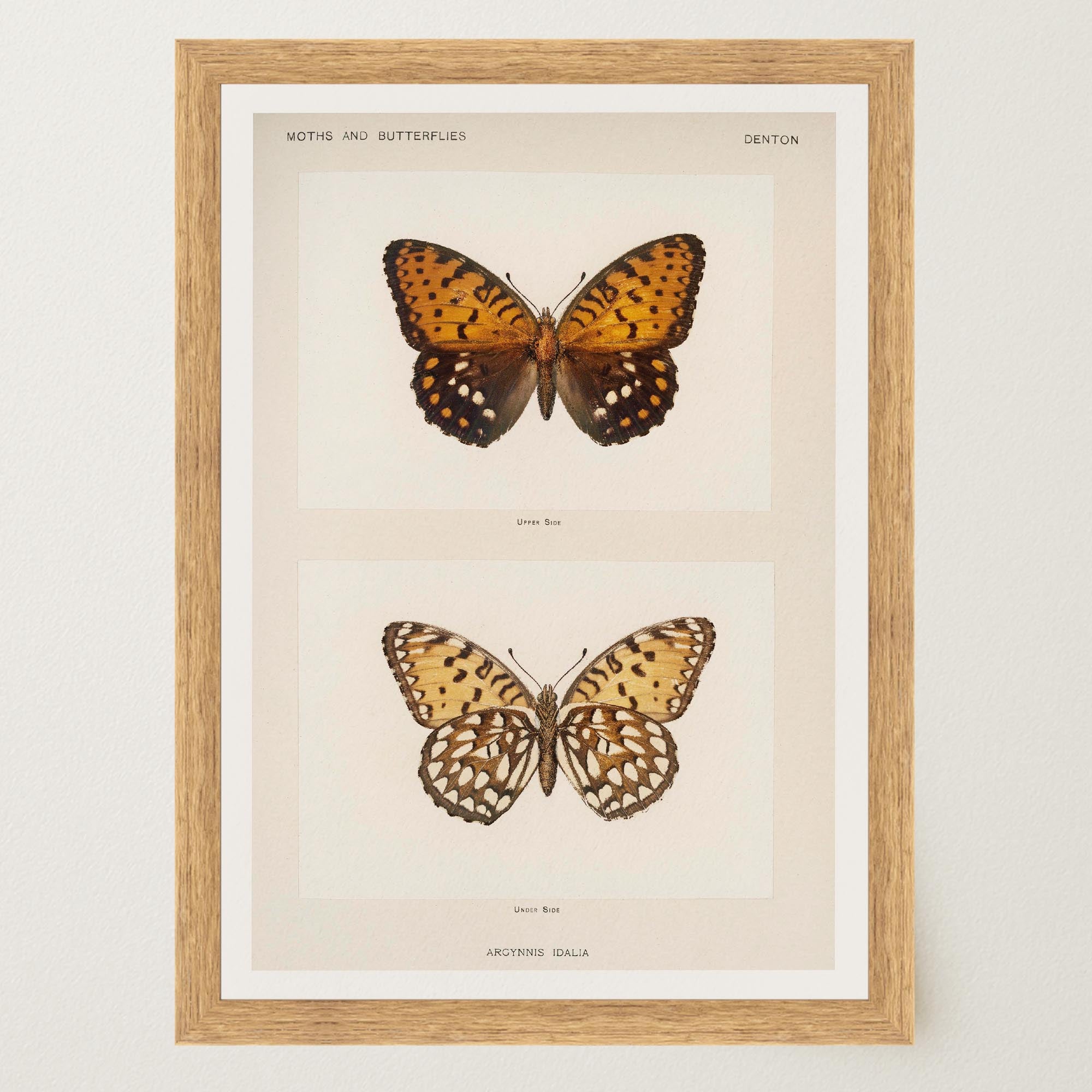 Butterfly and Moth Vintage Wall Art Print-Skudaboo
