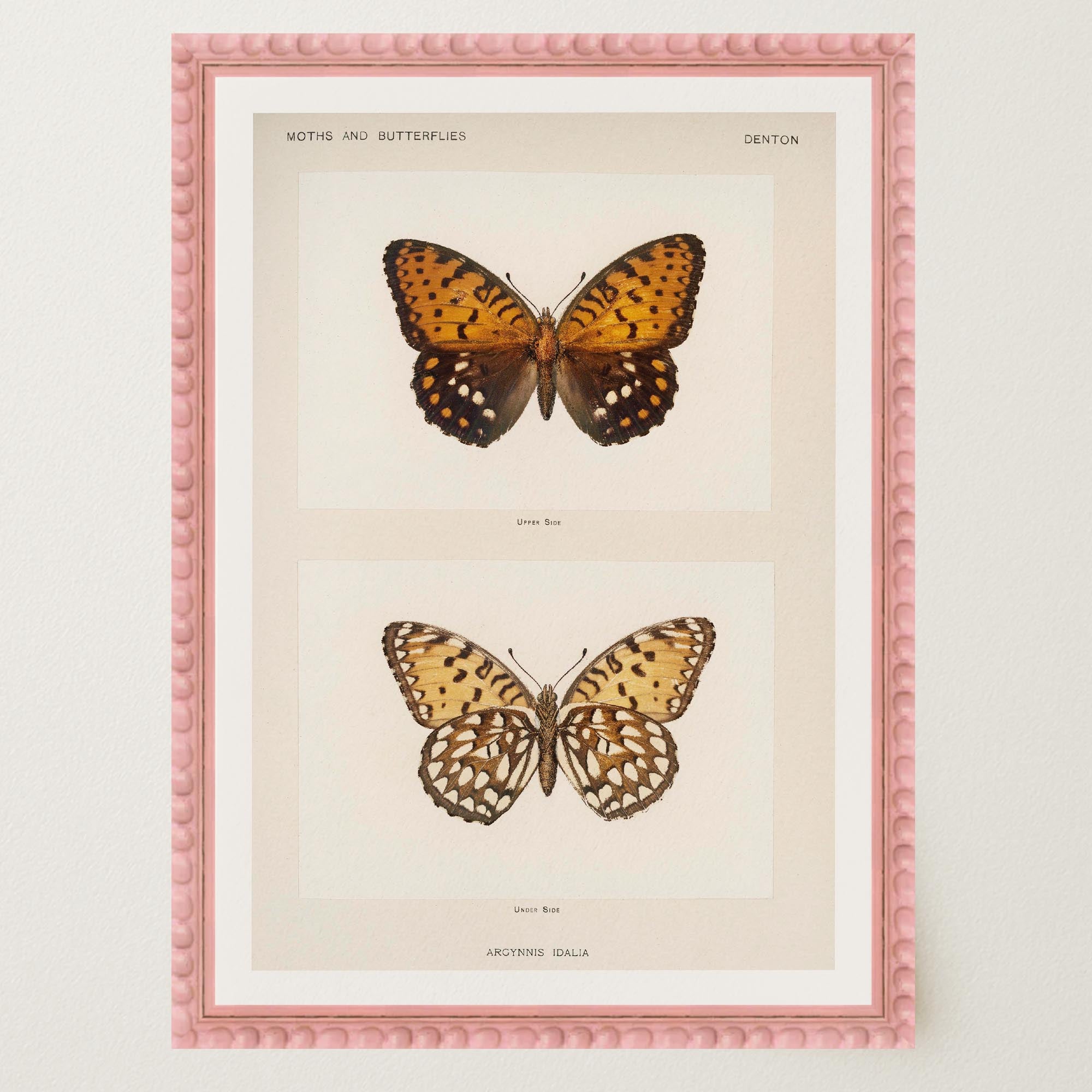 Butterfly and Moth Vintage Wall Art Print-Skudaboo