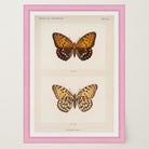 Butterfly and Moth Vintage Wall Art Print-Skudaboo